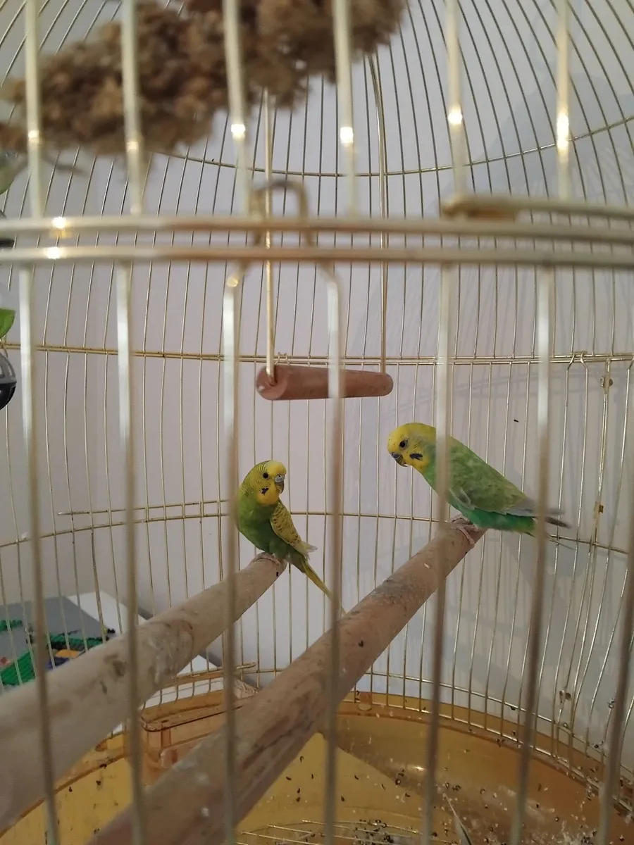 Budgies