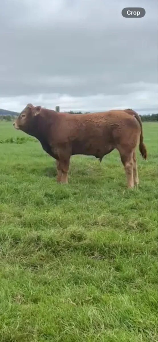 LM and HE purebred bulls for sale - Image 1