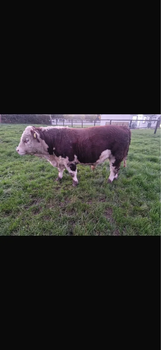 LM and HE purebred bulls for sale - Image 2