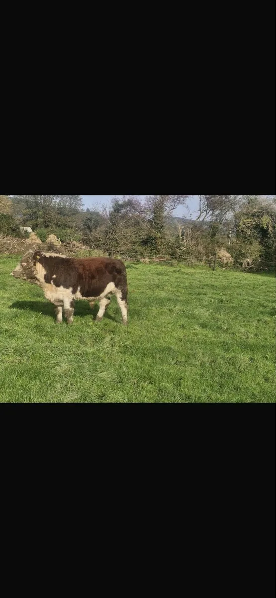 LM and HE purebred bulls for sale - Image 3