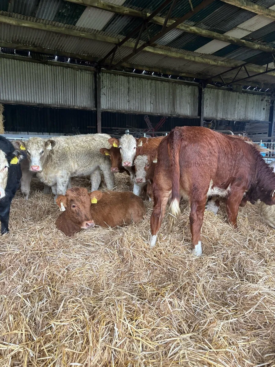 ⭐️Super Suckler Bred Bulls and Heifers⭐️ - Image 2