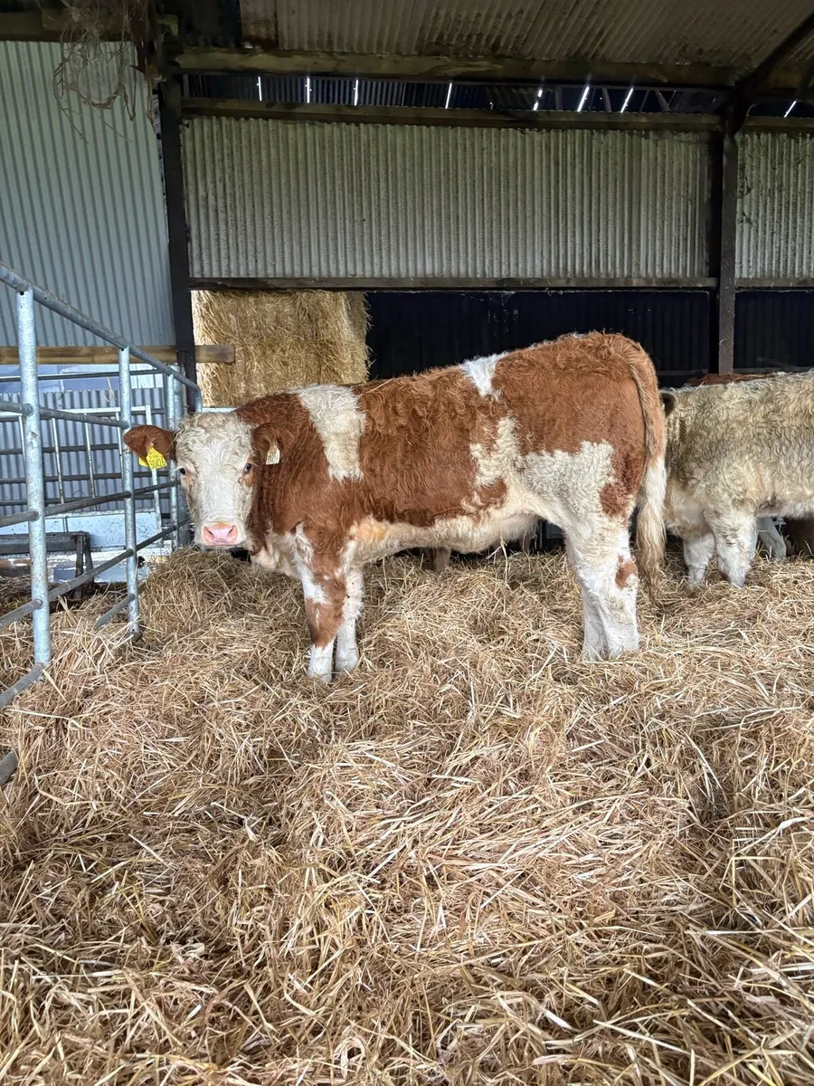 ⭐️Super Suckler Bred Bulls and Heifers⭐️ - Image 1