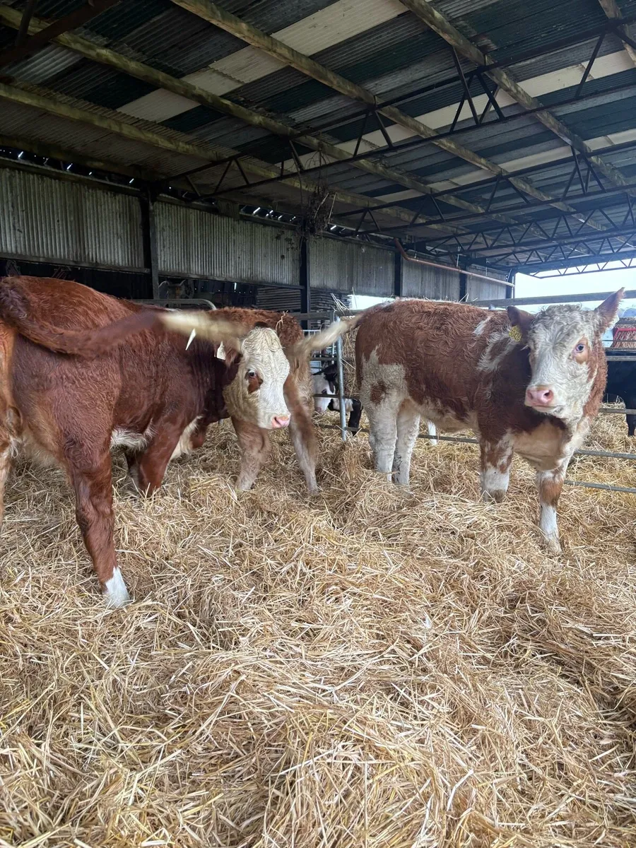 ⭐️Super Suckler Bred Bulls and Heifers⭐️ - Image 3