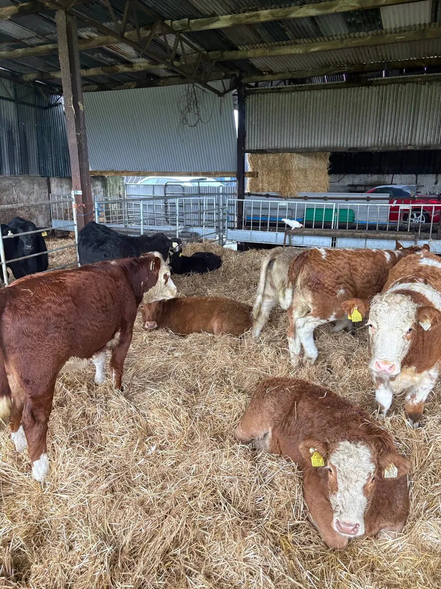 ⭐️Super Suckler Bred Bulls and Heifers⭐️ - Image 4