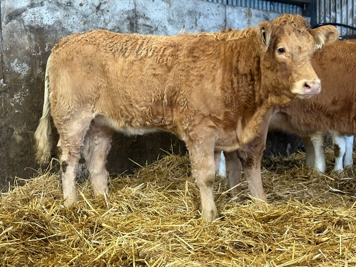 7 smashing charlois heifer weanlings - Image 4