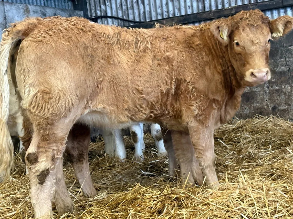 7 smashing charlois heifer weanlings - Image 1