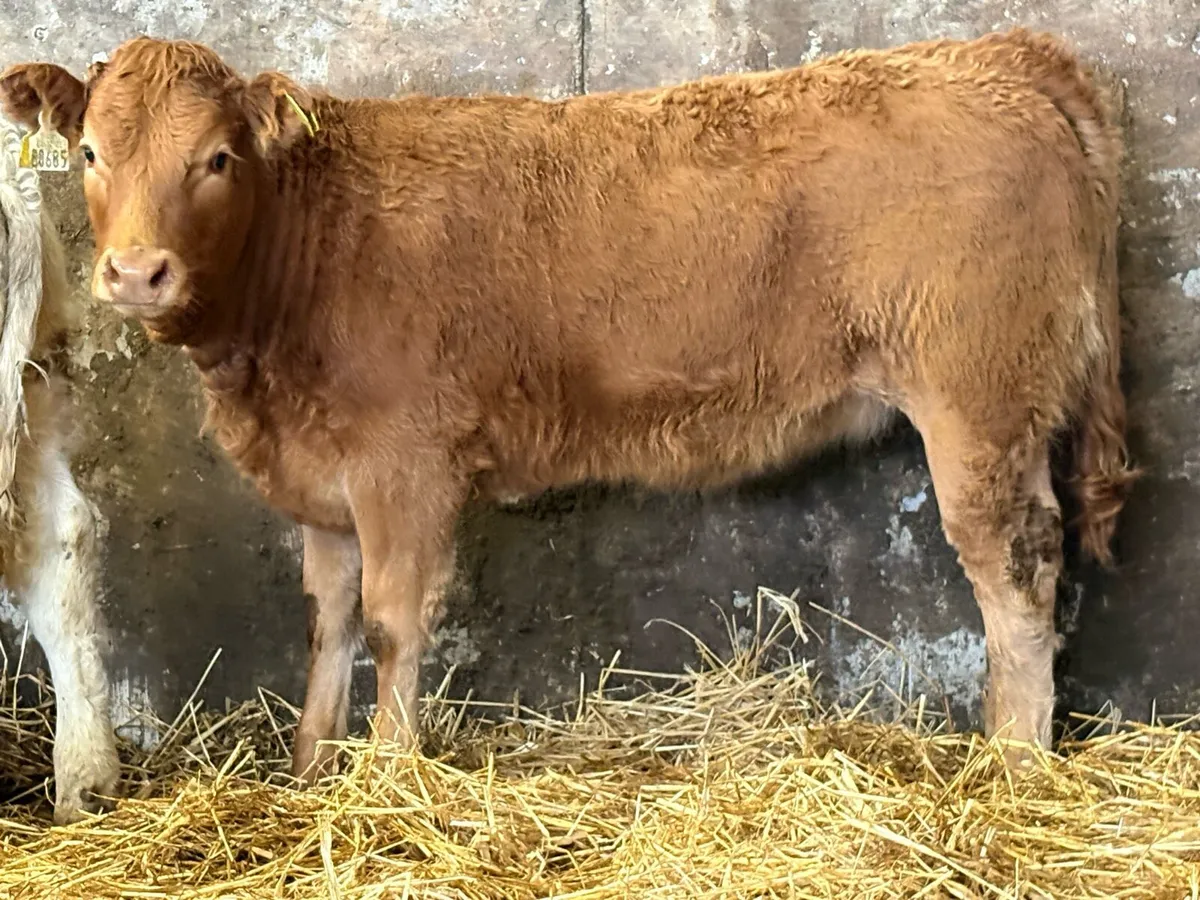 7 smashing charlois heifer weanlings - Image 2
