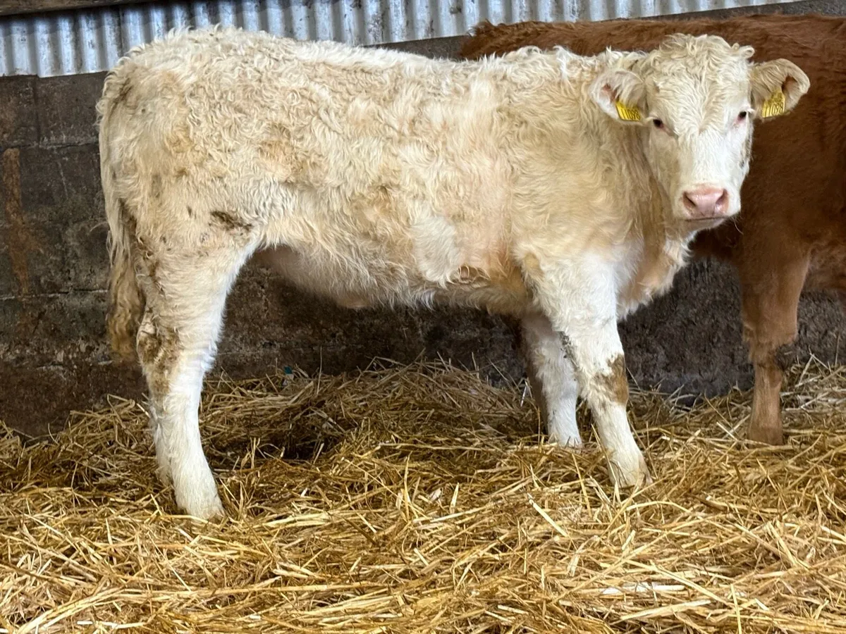 7 smashing charlois heifer weanlings - Image 3