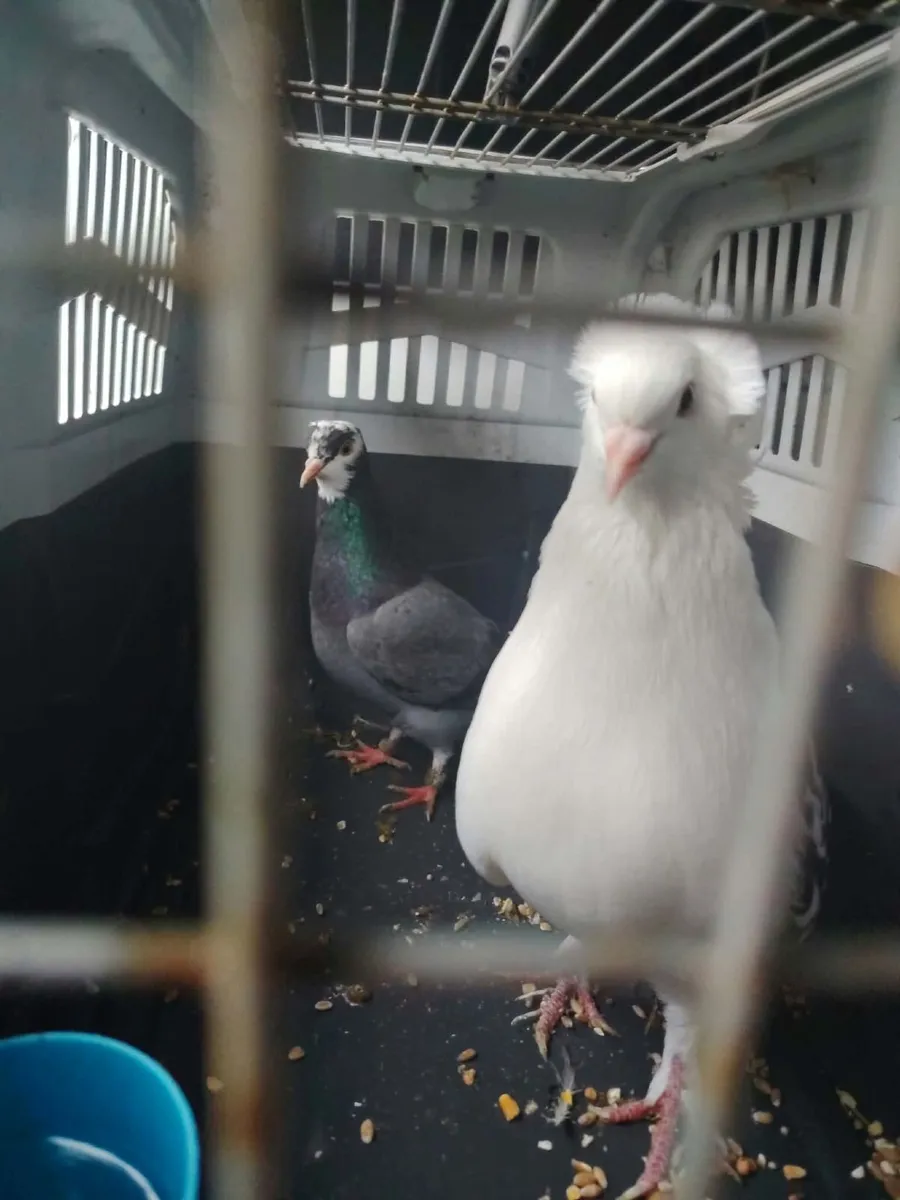 Pigeons for sale - Image 1