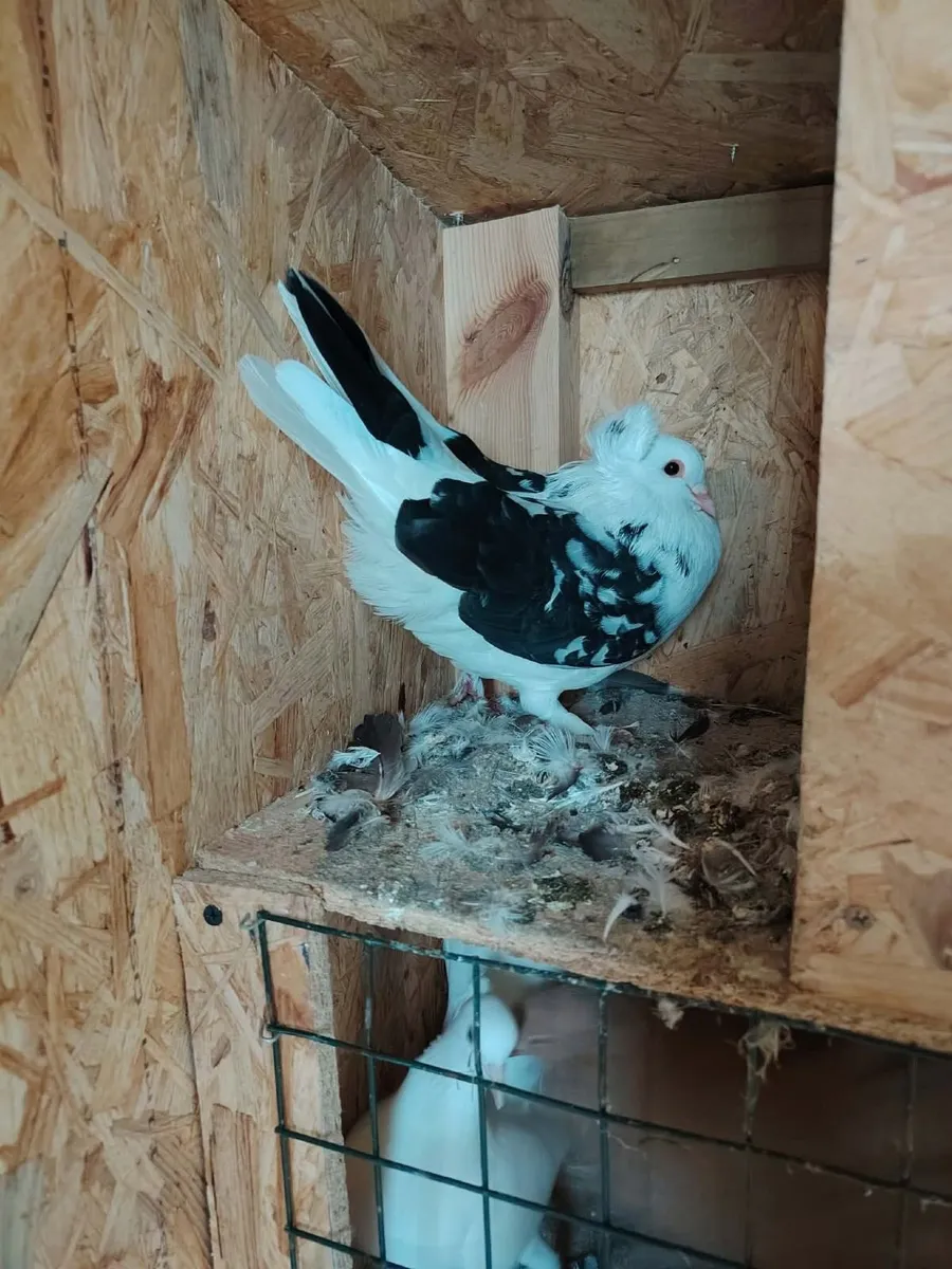 Pigeons for sale - Image 2