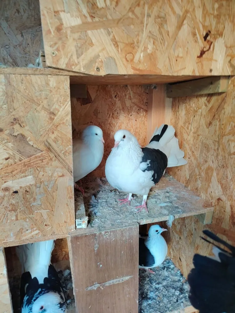 Pigeons for sale - Image 3