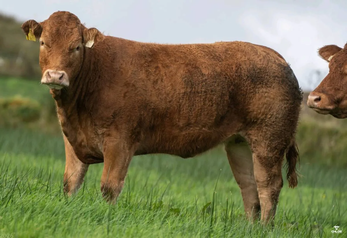 Quality Breeding Maiden Heifer - Image 1