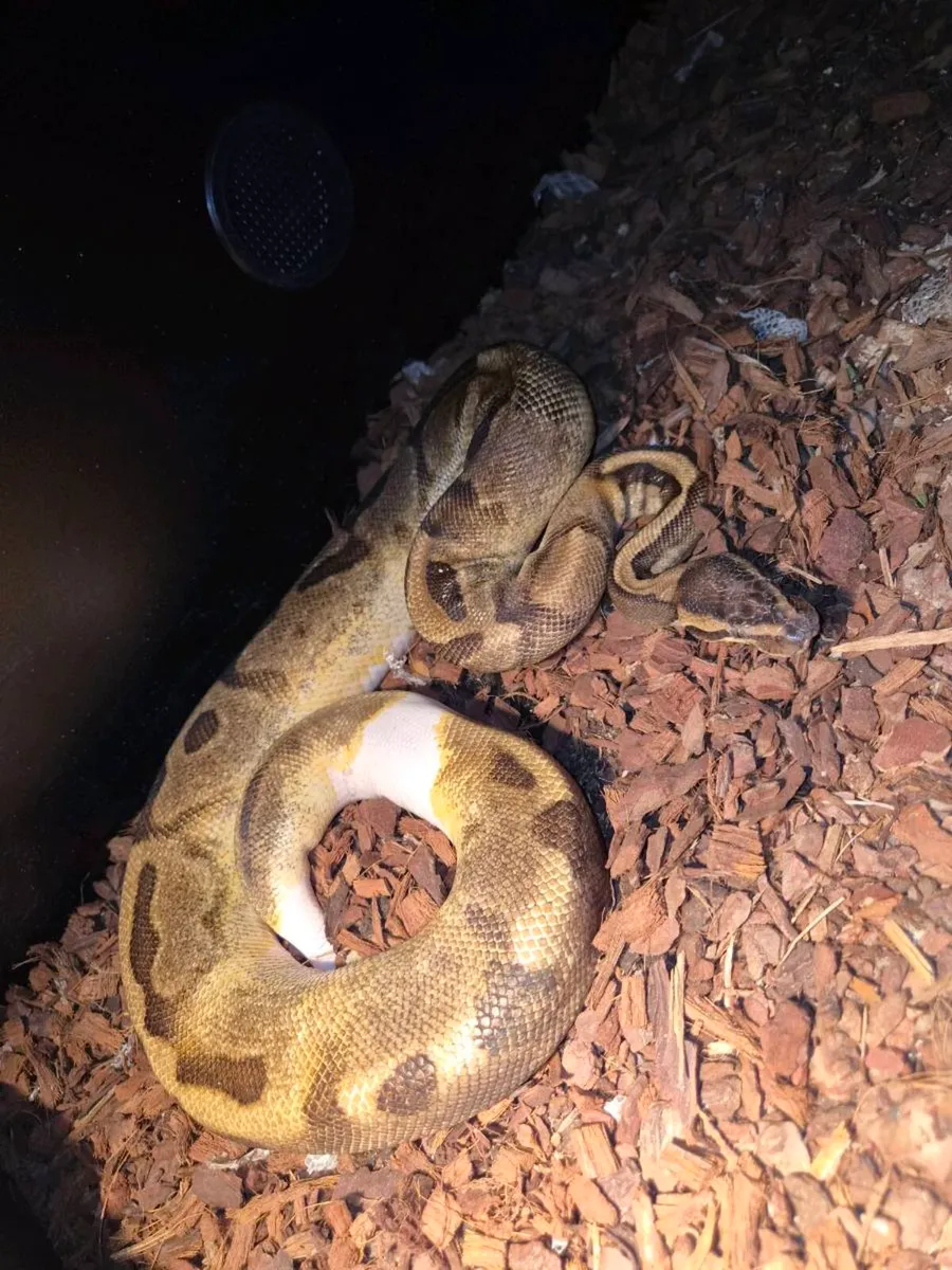 Pied male royal python and female clown - Image 1