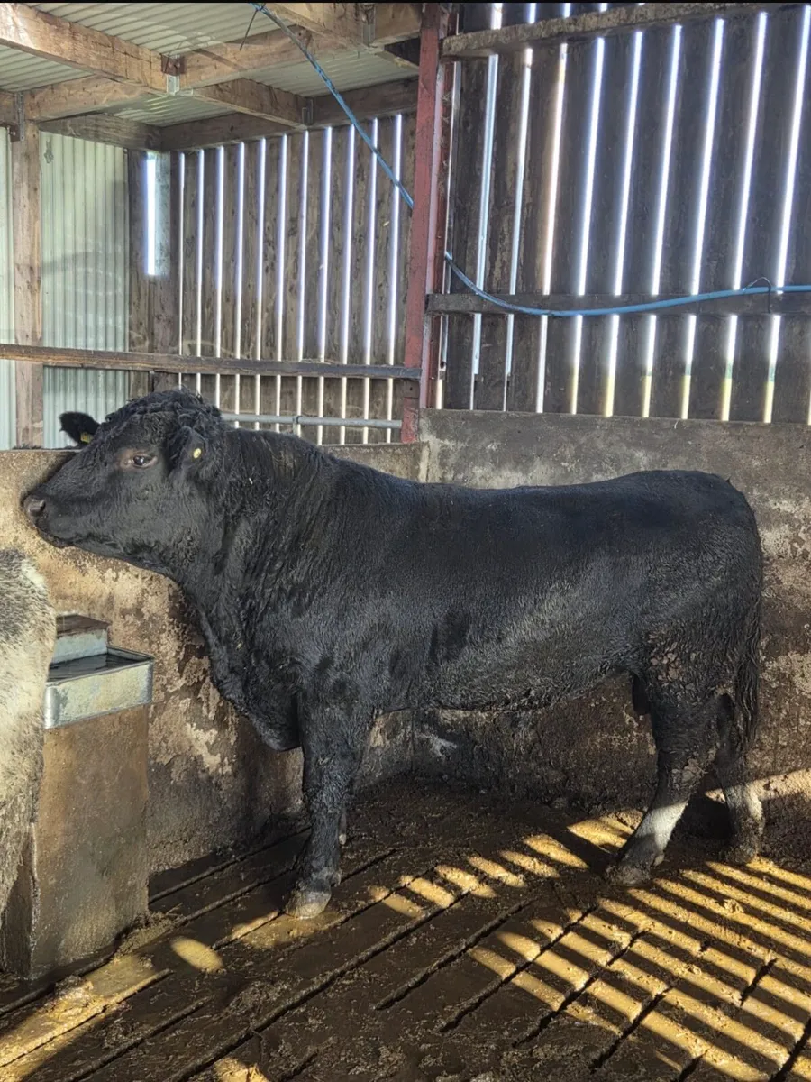 Pedigree registered Aberdeen Angus bull - Image 1