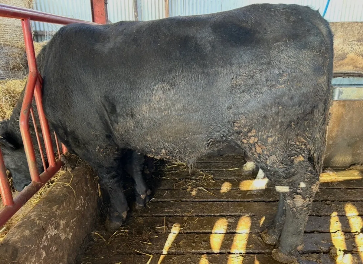 Pedigree registered Aberdeen Angus bull - Image 2