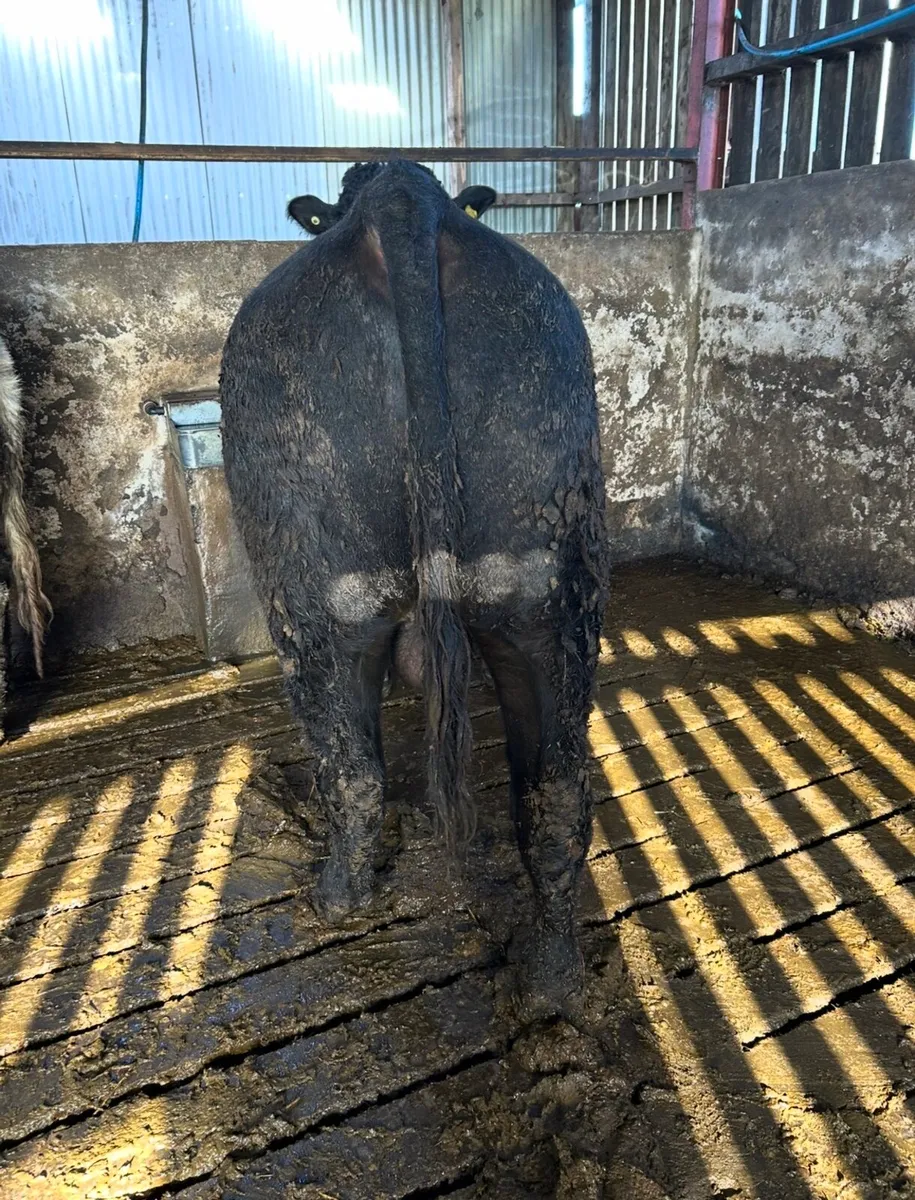 Pedigree registered Aberdeen Angus bull - Image 3