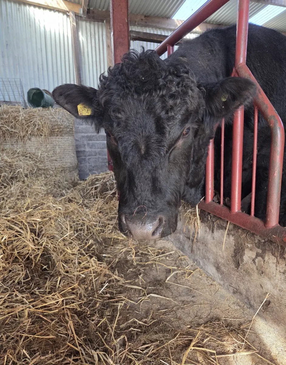 Pedigree registered Aberdeen Angus bull - Image 4