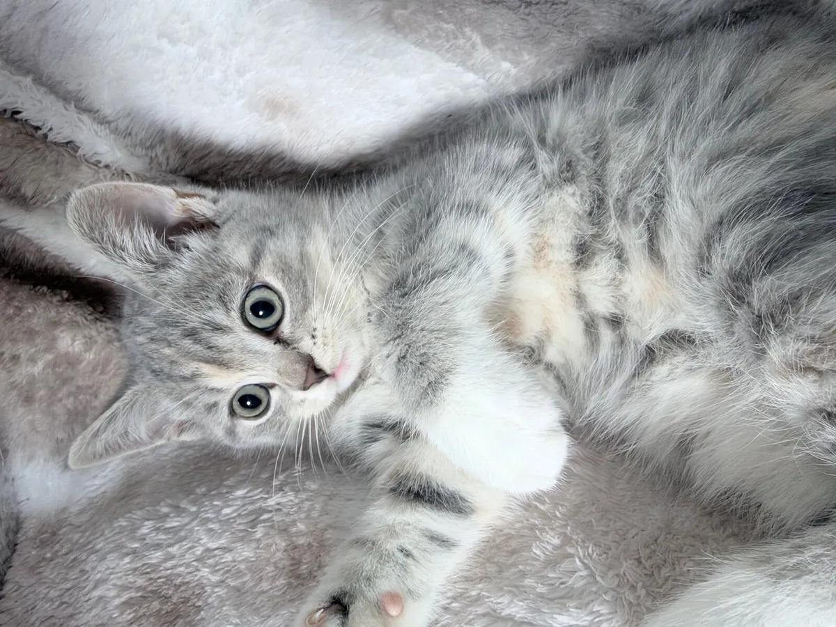 Scottish Fold × British Shorthair kitten - Image 2