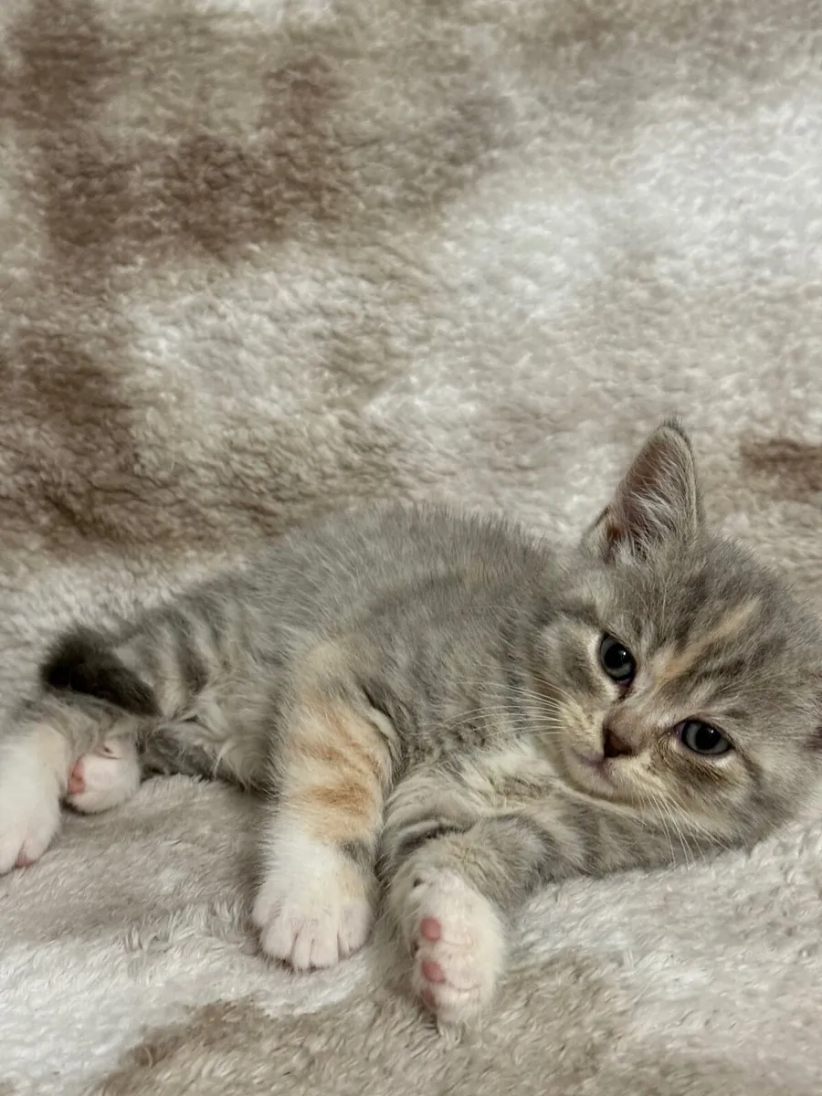 Scottish Fold × British Shorthair kitten - Image 3