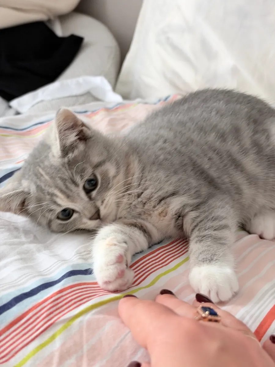 Scottish Fold × British Shorthair kitten - Image 1