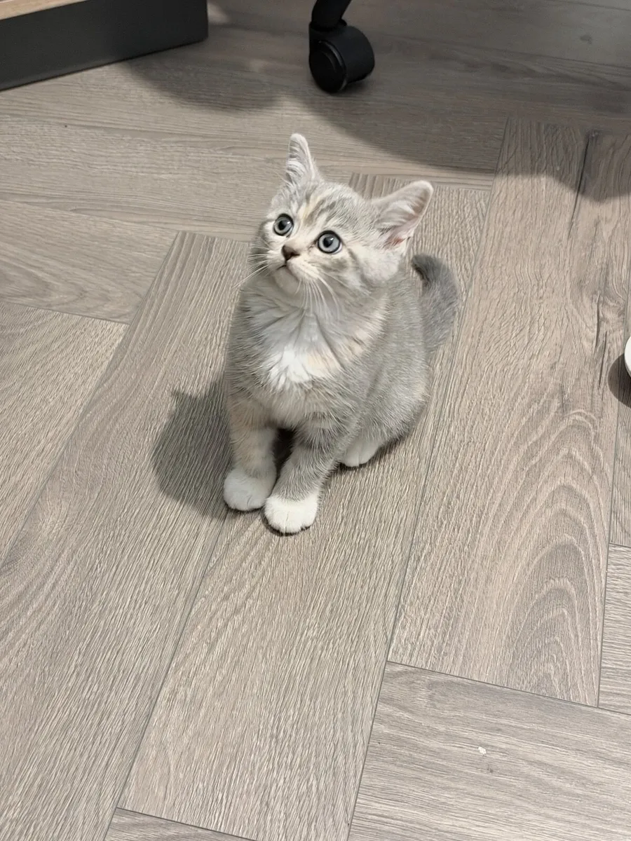 Scottish Fold × British Shorthair kitten - Image 4