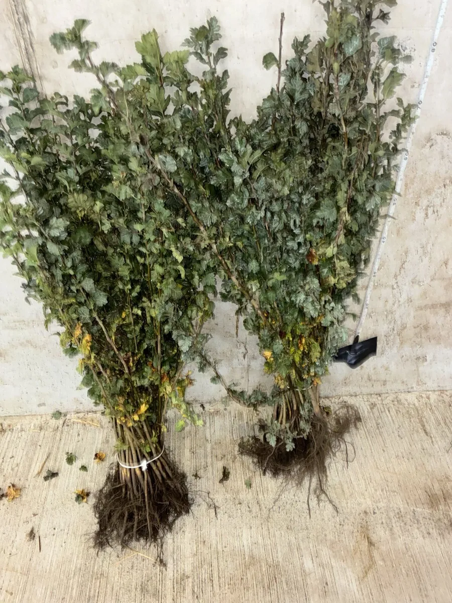 Whitethorn Hedging 60-90cm - €60 per 100 - Image 2