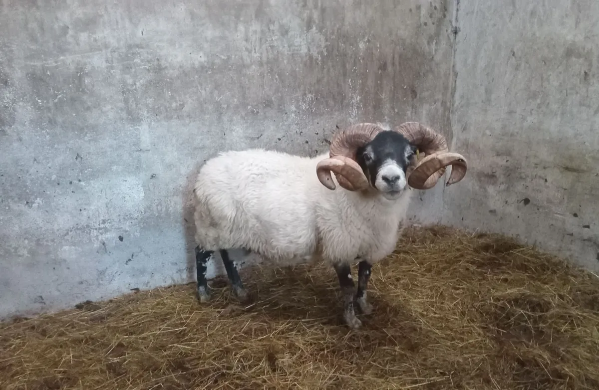 Lanark Ram - Image 1