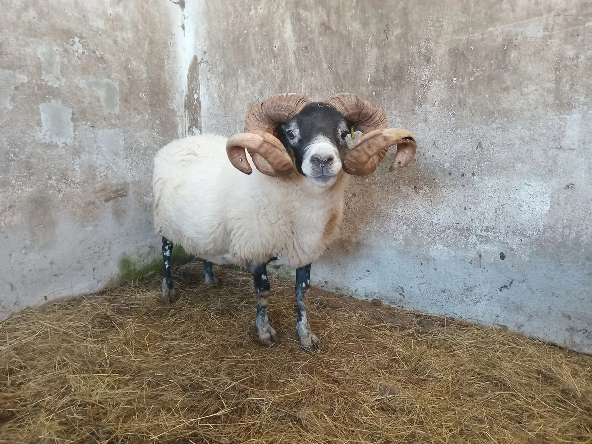 Lanark Ram - Image 2