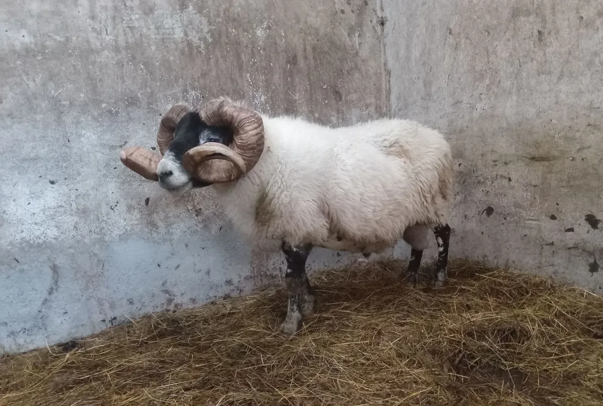 Lanark Ram - Image 3