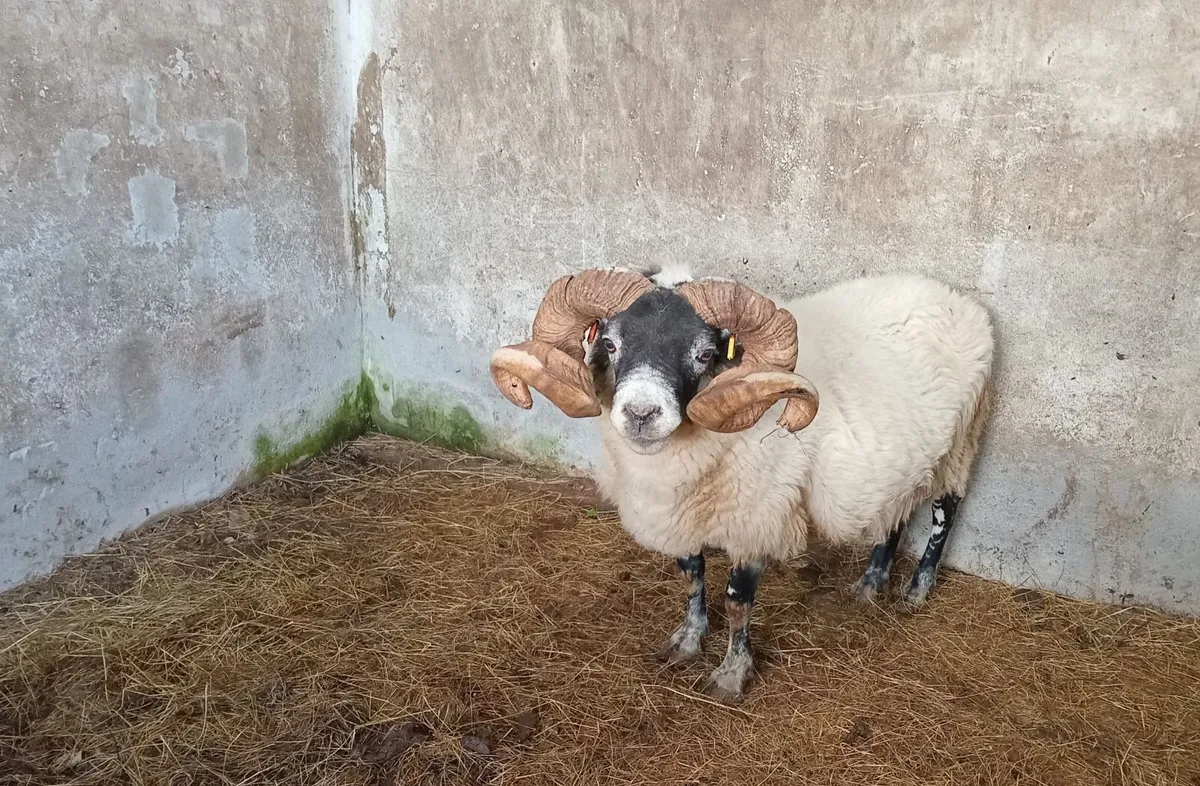 Lanark Ram - Image 4