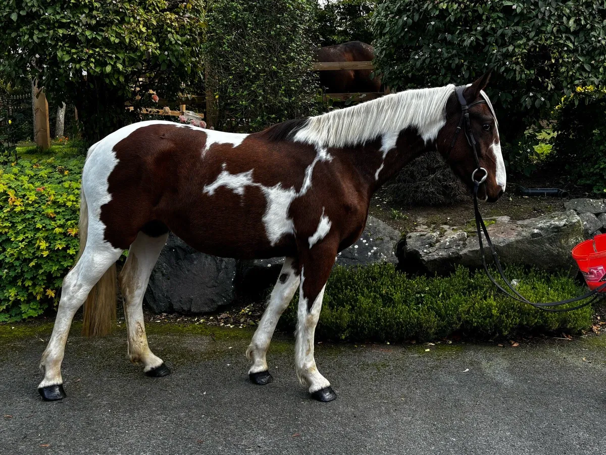 3 year old gelding full breeding recorded - Image 1