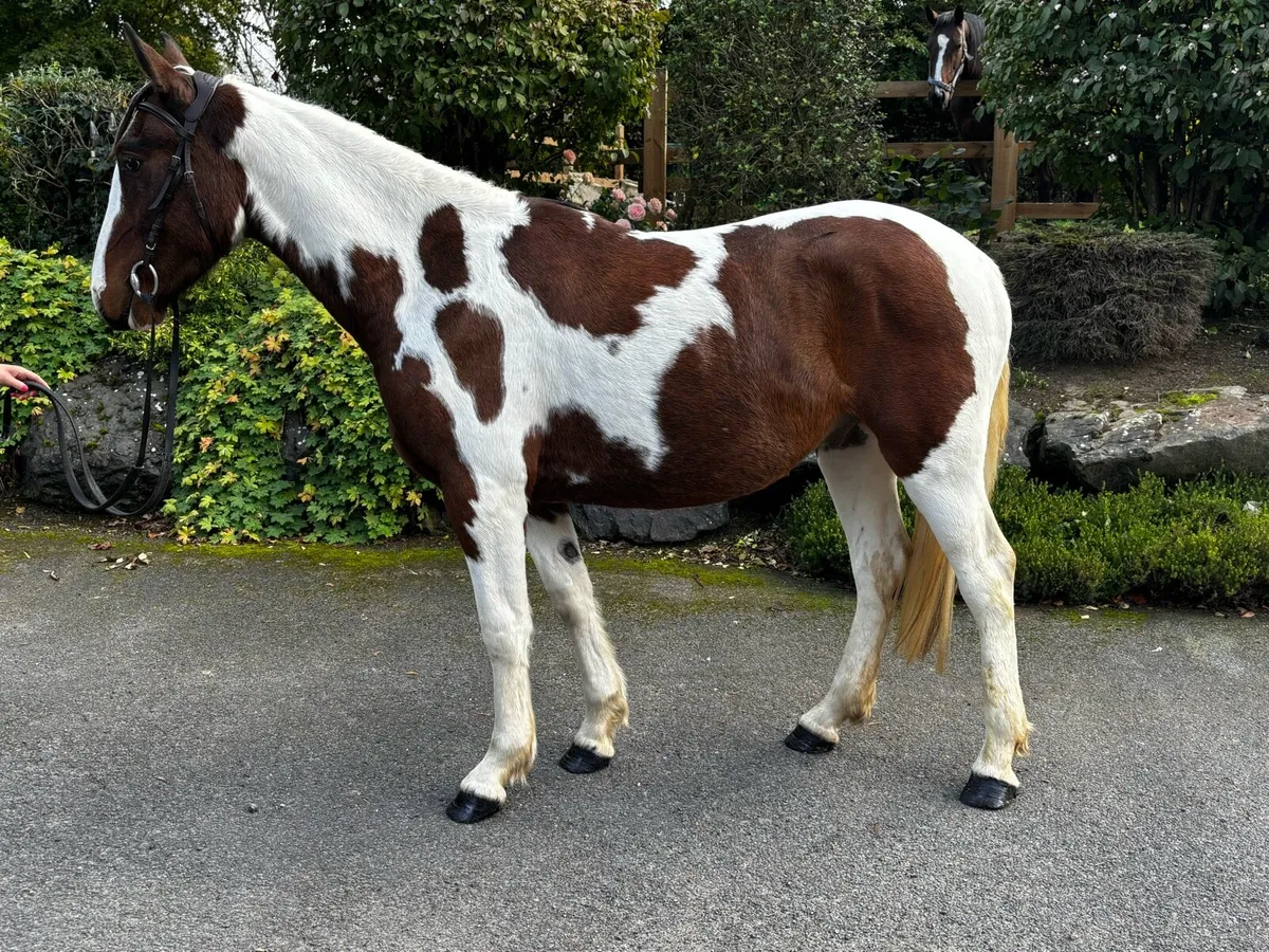 3 year old gelding full breeding recorded - Image 2
