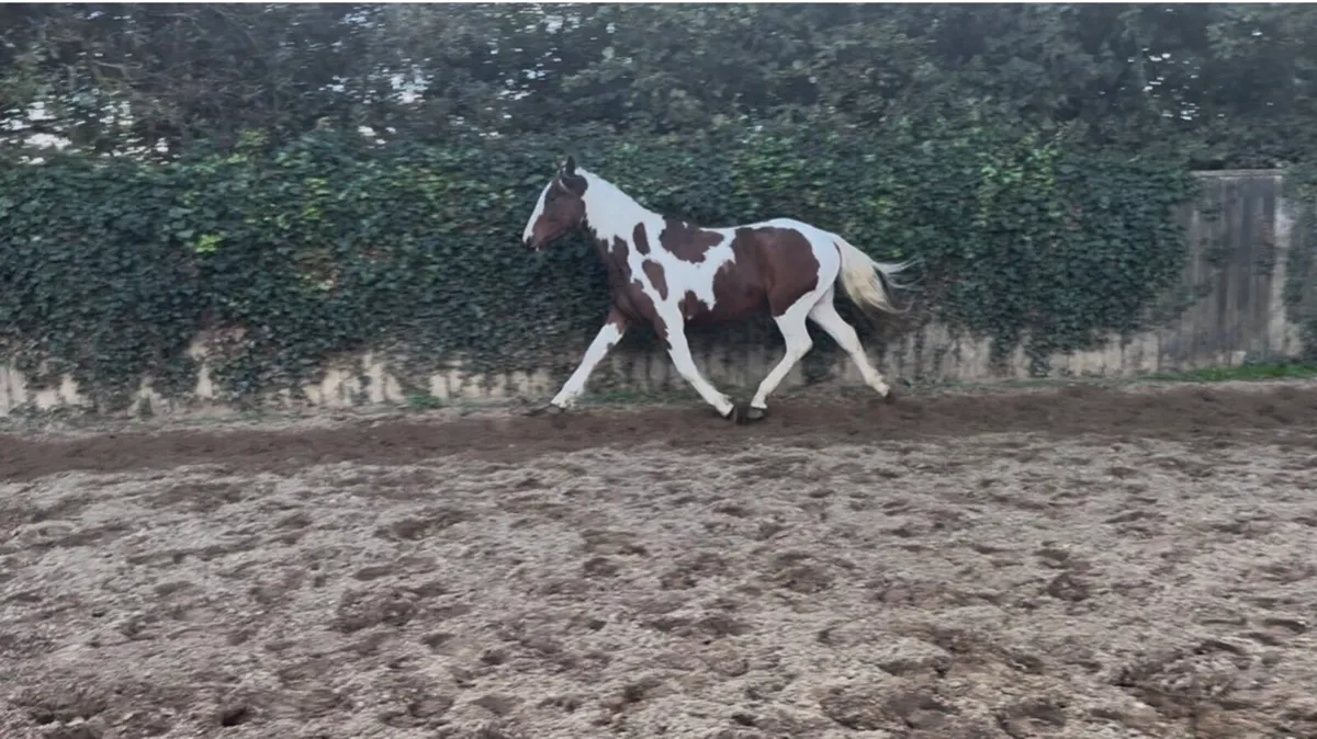 3 year old gelding full breeding recorded - Image 3