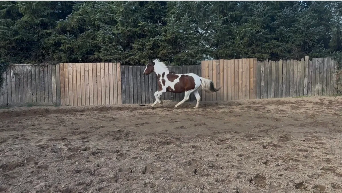 3 year old gelding full breeding recorded - Image 4