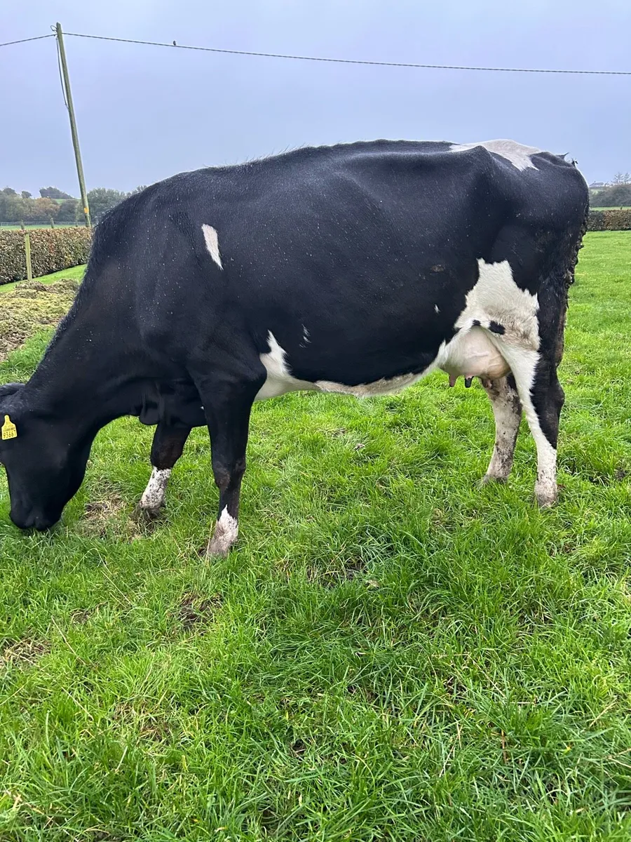 4. Incalf cows - Image 1