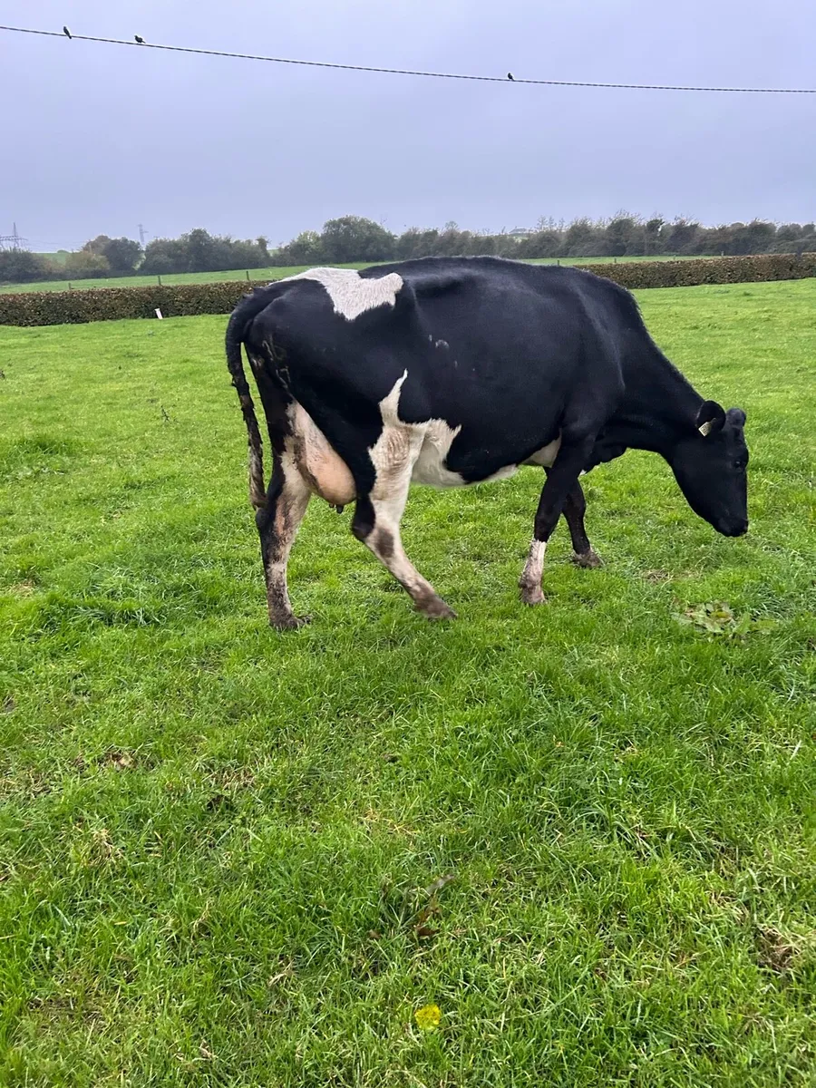 4. Incalf cows - Image 2
