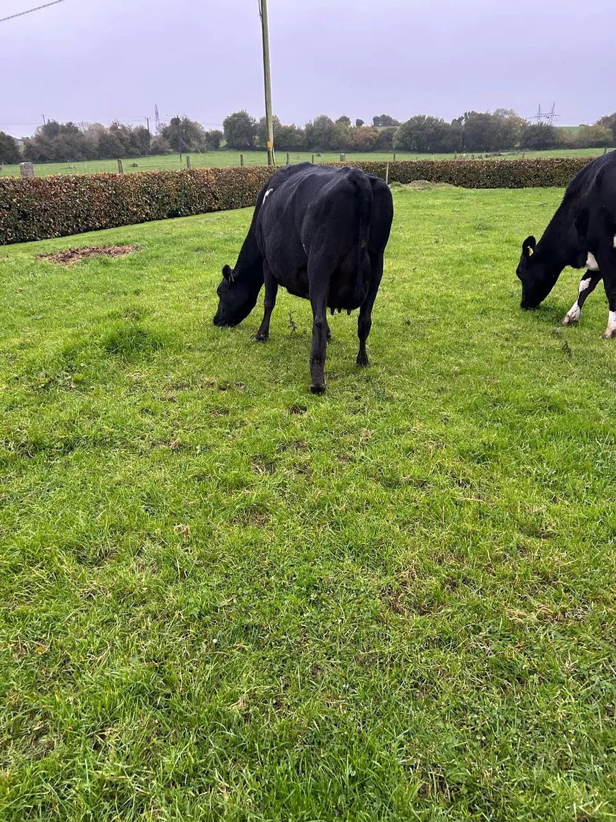 4. Incalf cows - Image 3