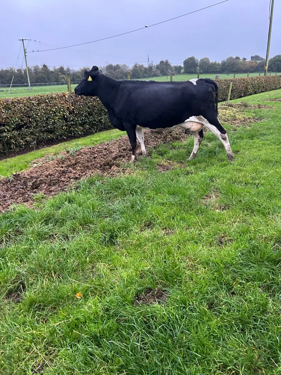 4. Incalf cows - Image 4