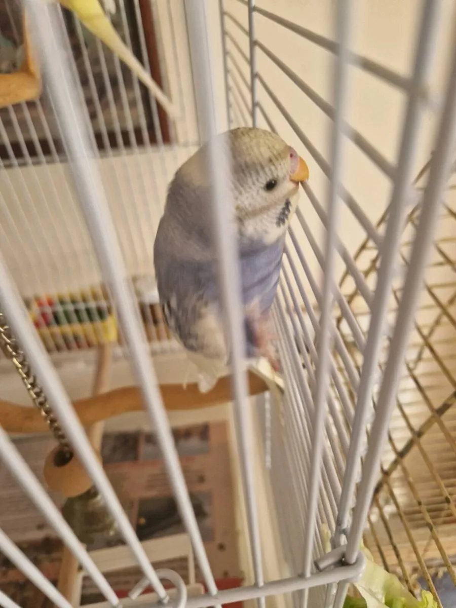 Bird cage food.budgie.stand - Image 1