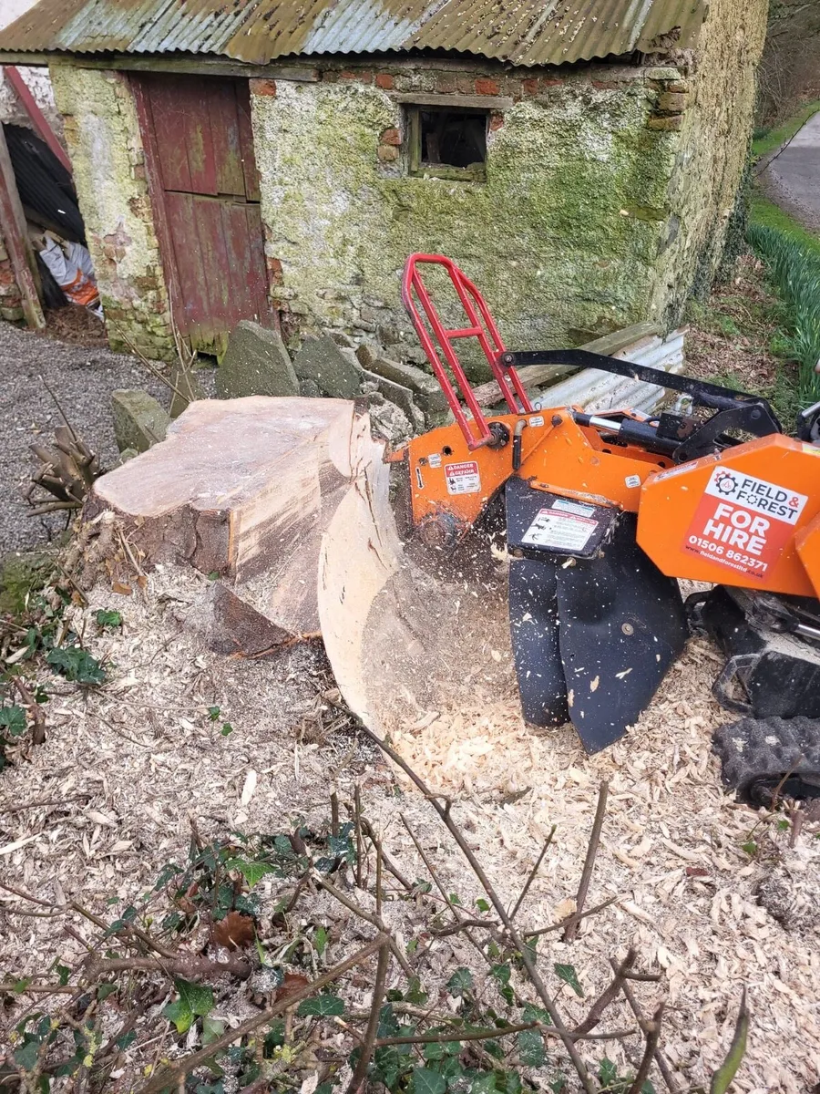 Stump grinding - Image 1
