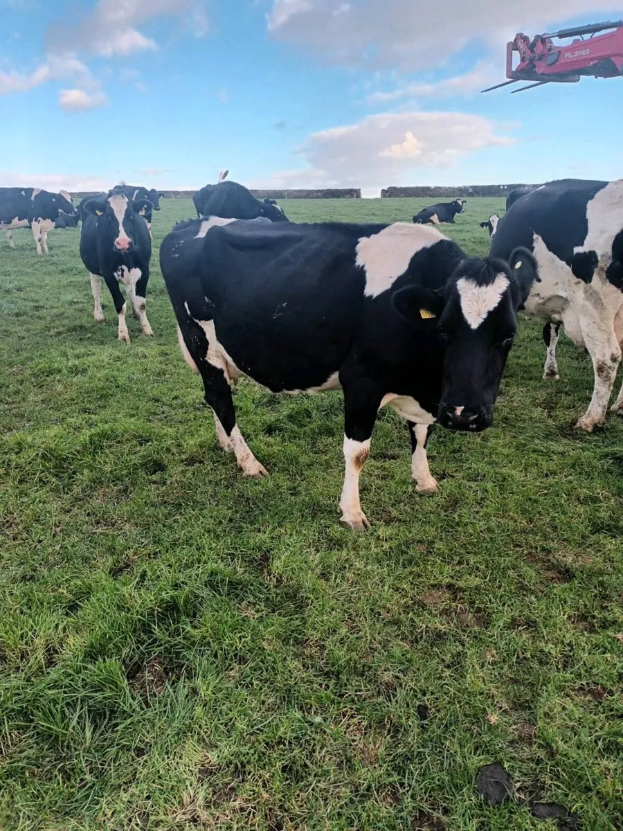 Empty dairy cows - Image 2