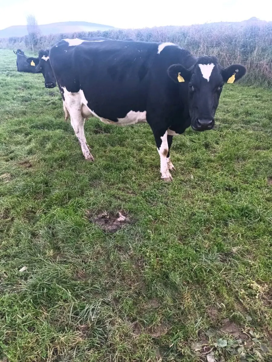 Empty dairy cows - Image 1