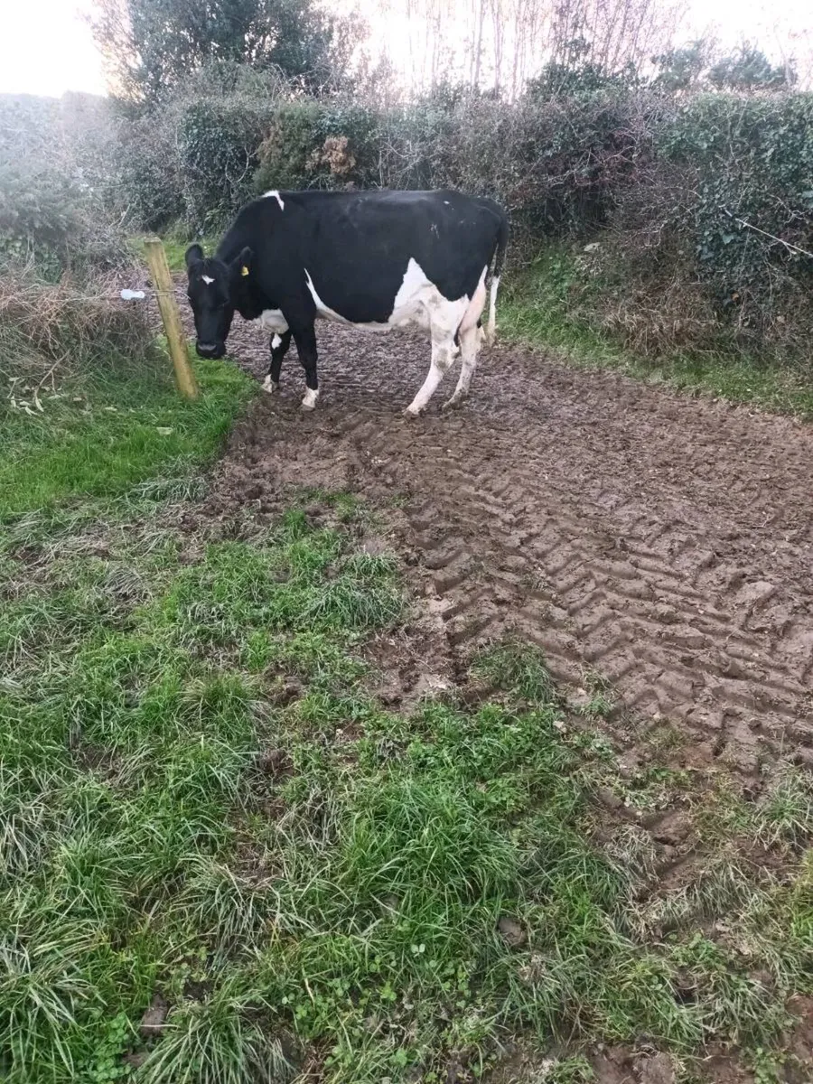 Empty dairy cows - Image 4