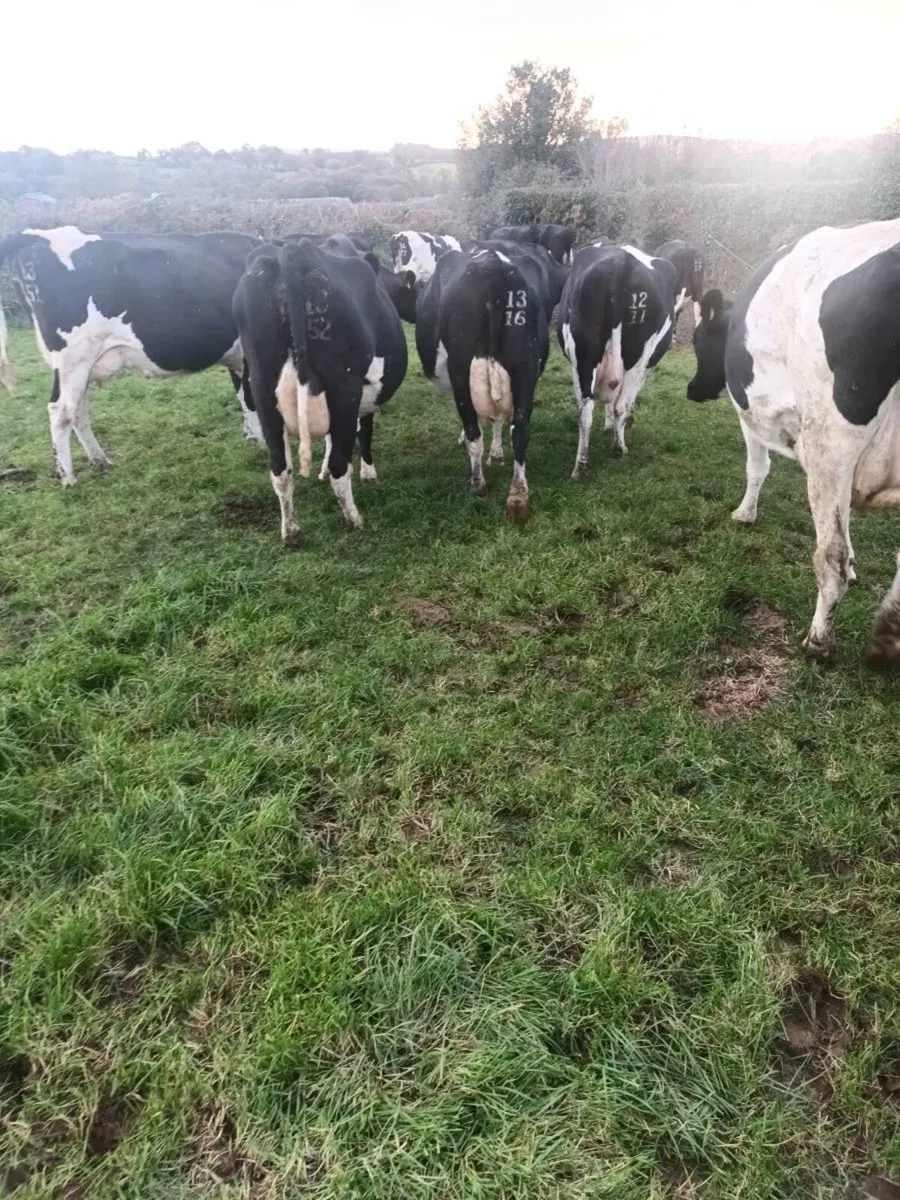 Empty dairy cows - Image 3