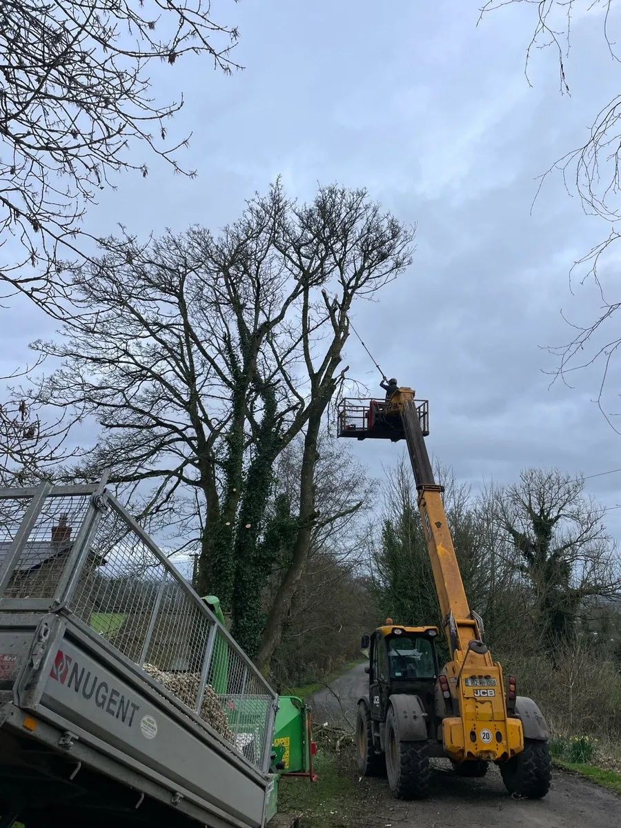 Tree surgery - Image 3