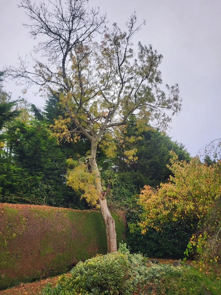 Tree surgery - Image 4