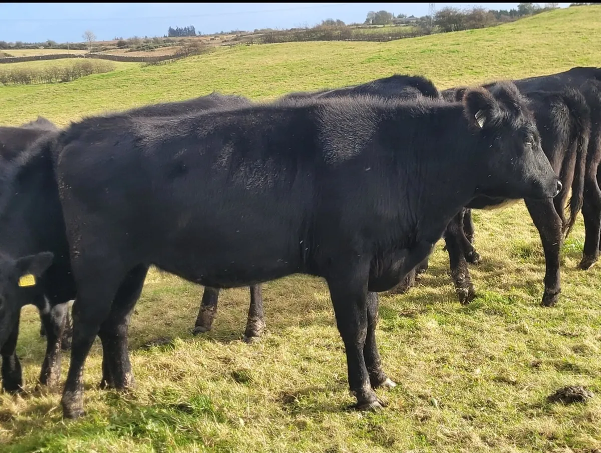 Angus Heifers - Image 2