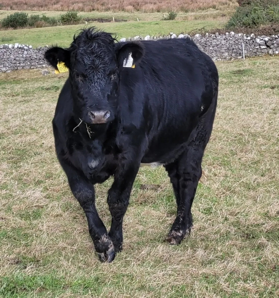 Angus Heifers - Image 3