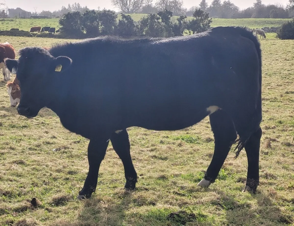Angus Heifers - Image 4