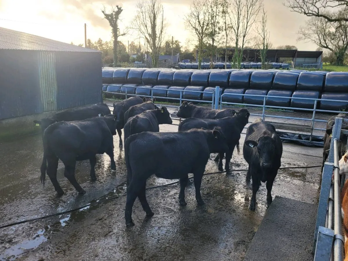 Angus Heifers - Image 1